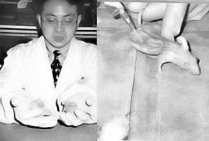 &ldquo;人耳鼠&rdquo;